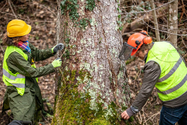 Best Tree Preservation Services  in Kerman, CA