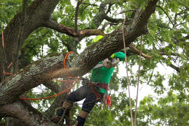 Best Root Management and Removal  in Kerman, CA