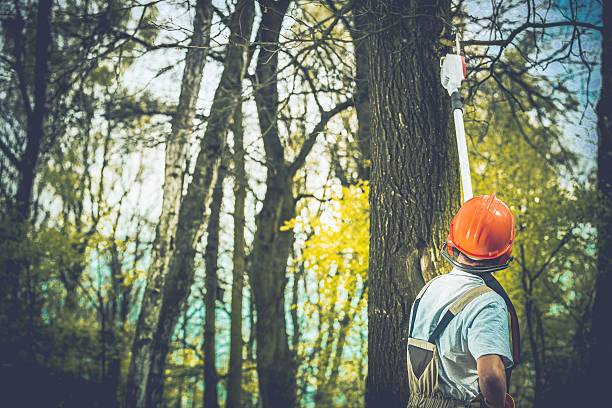 How Our Tree Care Process Works  in  Kerman, CA