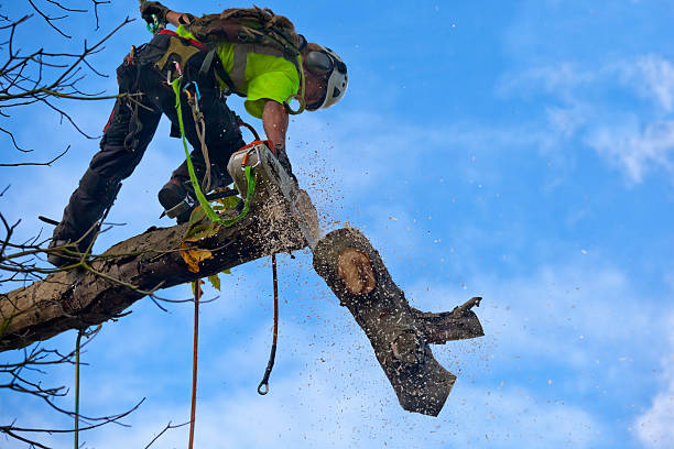 Best Stump Grinding and Removal  in Kerman, CA