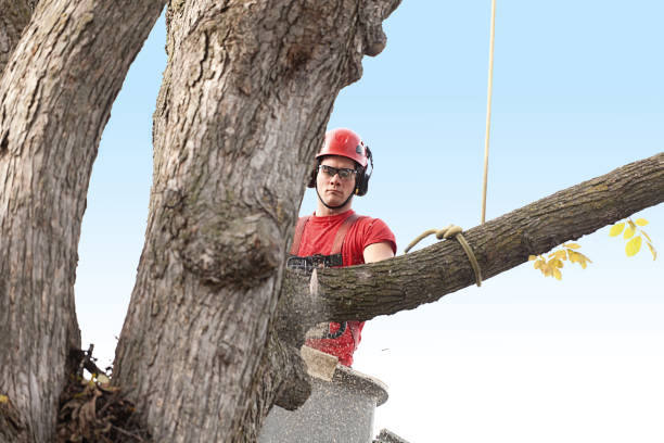 Best Tree Cabling and Bracing  in Kerman, CA